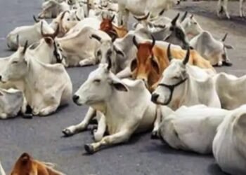 छुट्टा पशुओं के लिए काम आएगा ये प्लान, सरकार ने खोजा बेहतरीन रास्ता