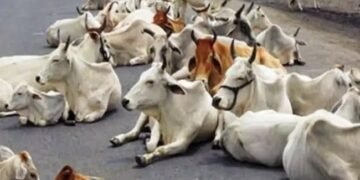 छुट्टा पशुओं के लिए काम आएगा ये प्लान, सरकार ने खोजा बेहतरीन रास्ता