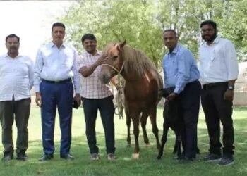 आईसीएआर-एनआरसीई बीकानेर ने भारत का पहला ज़ांस्करी घोड़े का बच्चा पैदा किया