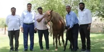 आईसीएआर-एनआरसीई बीकानेर ने भारत का पहला ज़ांस्करी घोड़े का बच्चा पैदा किया