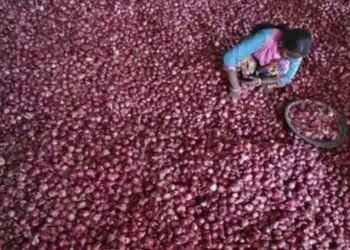 सरकार द्वारा प्याज खरीद मूल्य में पिछले वर्ष की तुलना में 48% की गिरावट