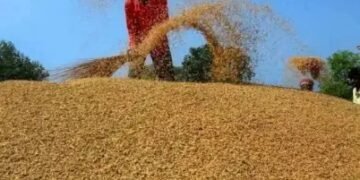 1 अक्टूबर से शुरू होगी धान की खरीद, यूपी किसानों को कराना होगा रजिस्ट्रेशन