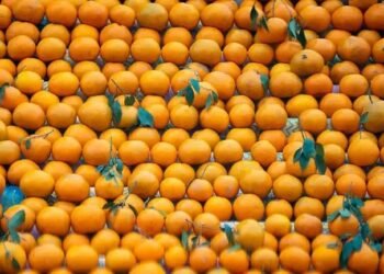 पंजाब के किसानों पर संकट! इस कारण बाजार में नहीं बिक पा रहे किन्नू