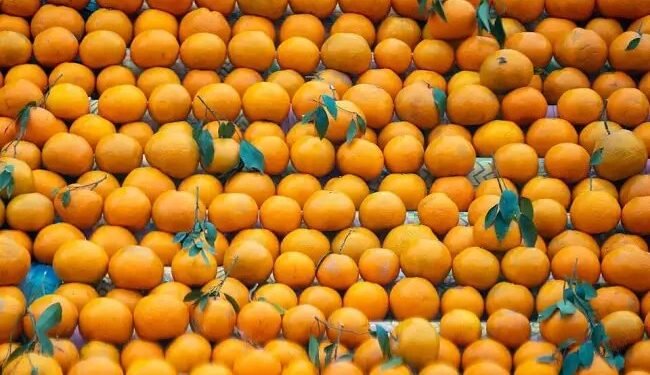 पंजाब के किसानों पर संकट! इस कारण बाजार में नहीं बिक पा रहे किन्नू