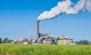 चीनी मिलों ने 2024-25 सीजन के पहले 70 दिनों में किसानों को 8,126 करोड़ रुपये का भुगतान किया