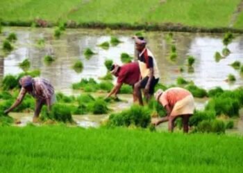 रबी में भिंडी और लोबिया की इन किस्मों की करें बुवाई, मिलेगा बढ़िया उत्पादन