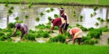 रबी में भिंडी और लोबिया की इन किस्मों की करें बुवाई, मिलेगा बढ़िया उत्पादन