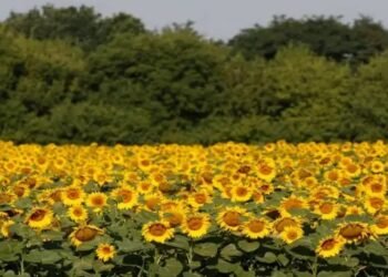 सूरजमुखी की खेती को पुनर्जीवित करने की योजना पर चल रहा काम