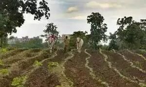 सात रबी फसलों के लिए एमएसपी बढ़ाया गया, सरसों को बड़ा लाभ