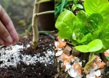 अंडे के छिलके से अब घर में बनाए खाद, जानें क्या है पूरा प्रोसेस