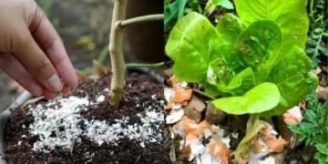 अंडे के छिलके से अब घर में बनाए खाद, जानें क्या है पूरा प्रोसेस