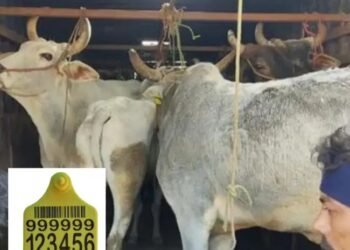 जानें क्यों पशुओं के कान में लगाया जाता है टैग, क्यों है जानवरों के लिए जरूरी?