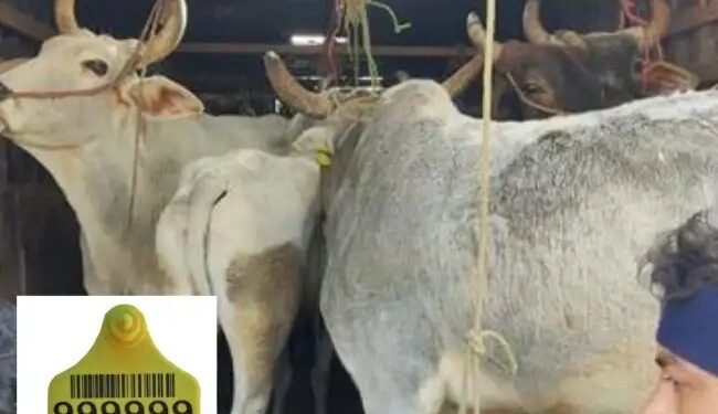 जानें क्यों पशुओं के कान में लगाया जाता है टैग, क्यों है जानवरों के लिए जरूरी?