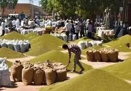 मध्य प्रदेश में मूंग की खरीद 5 अगस्त, 2024 तक जारी रहेगी, बढ़ी समय सीमा