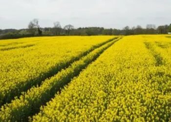 इस बार सरकार करेगी सरसों की बंपर खरीद, MSP तक मिलेगी कीमत!