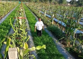 भीलवाड़ा के किसान इजरायल की इस तकनीक से कमा रहे लाखों!  जानें क्या है तरीका