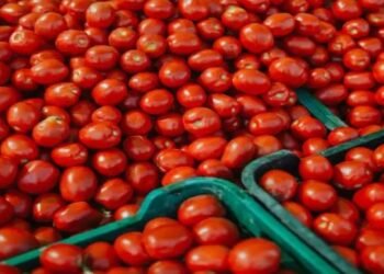 खेतों में फसल छोड़ रहे किसान, दिहाड़ी कीमत भी निकलना मुश्किल!