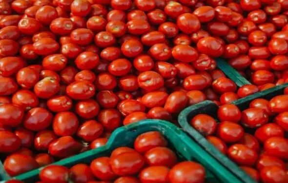 खेतों में फसल छोड़ रहे किसान, दिहाड़ी कीमत भी निकलना मुश्किल!