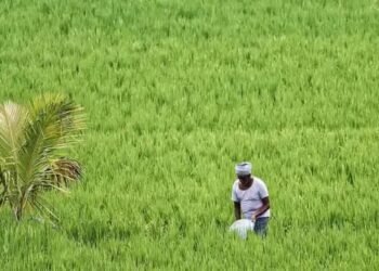 देशभर में खरीफ फसलों की बुआई ने पकड़ी रफ्तार: अब तक 1096.65 लाख हेक्टेयर क्षेत्र में बुआई