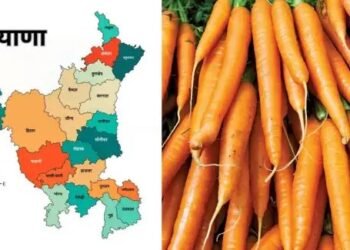 गाजर उत्पादन में हरियाणा नंबर वन, जानें वजह