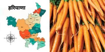 गाजर उत्पादन में हरियाणा नंबर वन, जानें वजह