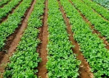 मई महीने में इन 5 फसलों की खेती करें किसान, किसानों को होगा डबल मुनाफा