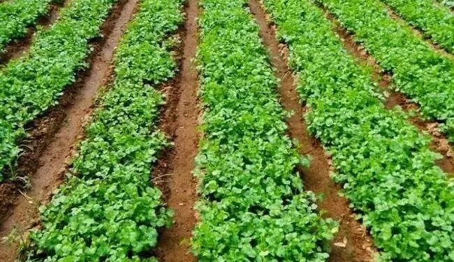 मई महीने में इन 5 फसलों की खेती करें किसान, किसानों को होगा डबल मुनाफा