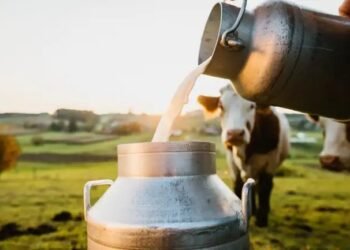 Milk Production: इन 5 राज्यों में बढ़ा दूध उत्पादन, देखें कौन से राज्य ने मारी बाजी