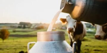 Milk Production: इन 5 राज्यों में बढ़ा दूध उत्पादन, देखें कौन से राज्य ने मारी बाजी