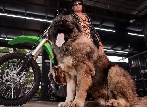 बेंगलुरु के शख्स ने खरीदा दुनिया का सबसे महंगा डॉग, कीमत सुन उड़ जाएंगे होश!