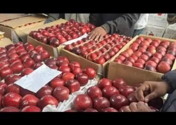 हिमाचल में 200 रुपये किलो पहुंचा सेब, किसानों को मिलेगा लाभ