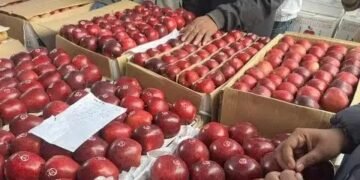 हिमाचल में 200 रुपये किलो पहुंचा सेब, किसानों को मिलेगा लाभ