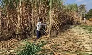 मौसम की मार से भारत का चीनी उत्पादन और निर्यात की उम्मीदें प्रभावित होंगी