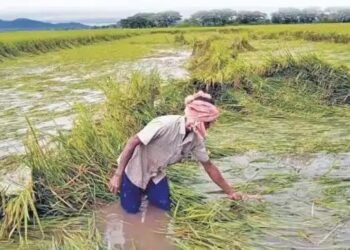 UP: 31 जुलाई तक खरीफ फसलों का बीमा करा लें किसान, इस हेल्पलाइन नंबर से ले सहायता