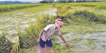 UP: 31 जुलाई तक खरीफ फसलों का बीमा करा लें किसान, इस हेल्पलाइन नंबर से ले सहायता
