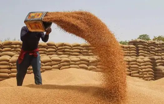 इन राज्यों में गेहूं की आवक तेज, MSP पर हो रही खरीद!