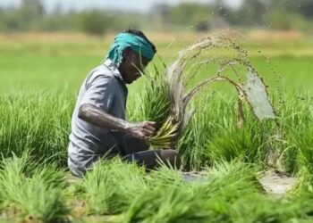15 दिन बढ़ी फसलों का बीमा करने की तारीख, हेल्पलाइन नंबर पर कोल कर किसान ले जानकारी