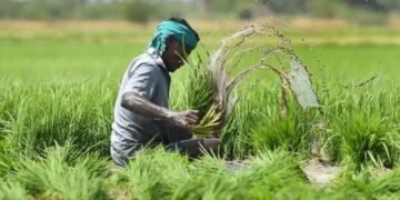 15 दिन बढ़ी फसलों का बीमा करने की तारीख, हेल्पलाइन नंबर पर कोल कर किसान ले जानकारी