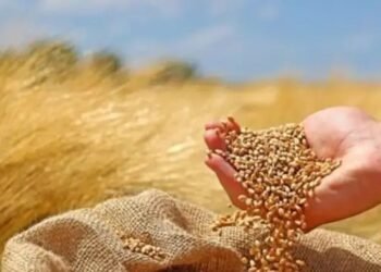 17 मार्च से शुरु होगी यूपी की सरकारी गेहूं खरीद, क्या होगी खरीद प्रक्रिया, इतना मिलेगा दाम, पढ़ें पूरी जानकारी!