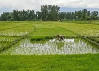 महाराष्ट्र की नई फसल बीमा योजना: किसानों का रुझान कम, पंजीकरण तिथि बढ़ाई गई