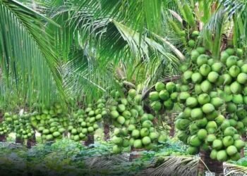 तमिलनाडु में होने जा रही नारियल की खरीद, जानें कितना होगा MSP