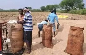 हरियाणा में 75 हजार किसानों के खातों में पहुंचे 2 करोड़, 46 हजार टन धान की खरीद!