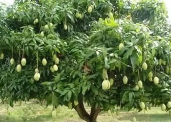 ग्लोबल वार्मिंग से फीकी रहेगी केसर आम की फसल, बाजार भाव पर पड़ेगा असर