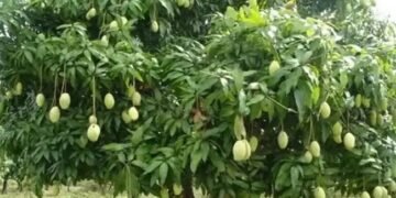 ग्लोबल वार्मिंग से फीकी रहेगी केसर आम की फसल, बाजार भाव पर पड़ेगा असर