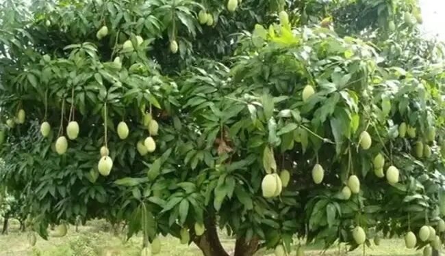 ग्लोबल वार्मिंग से फीकी रहेगी केसर आम की फसल, बाजार भाव पर पड़ेगा असर