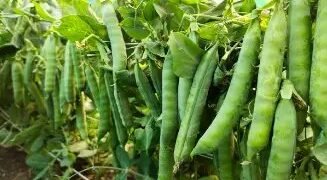 इस किस्म की मटर से होता है किसानों को अधिक मुनाफा, खाने में है बैहद टेस्टी
