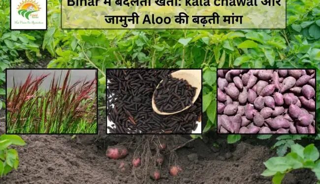 Bihar में बदलती खेती: kala chawal और जामुनी Aloo की बढ़ती मांग