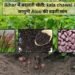 Bihar में बदलती खेती: kala chawal और जामुनी Aloo की बढ़ती मांग