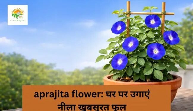 Aprajita flower: घर पर उगाएं नीला खूबसूरत फूल