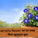 Aprajita flower: घर पर उगाएं नीला खूबसूरत फूल